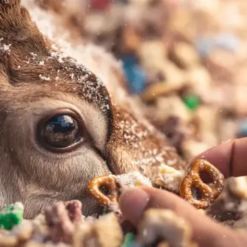 Reindeer Food